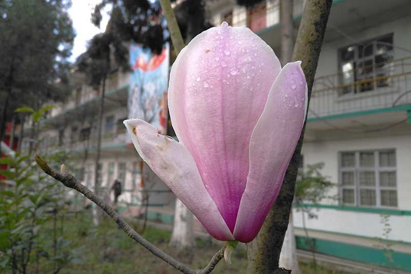 昆现玉兰花